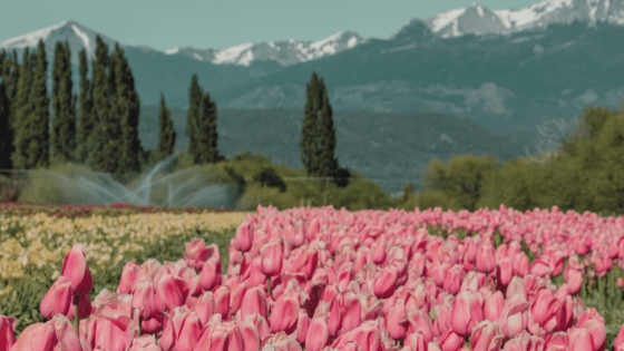 EL BOLSON CON CAMPO DE TULIPANES